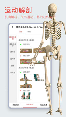 3Dbody解剖標(biāo)準(zhǔn)版