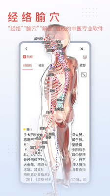 3Dbody解剖標(biāo)準(zhǔn)版