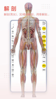 3Dbody解剖標(biāo)準(zhǔn)版
