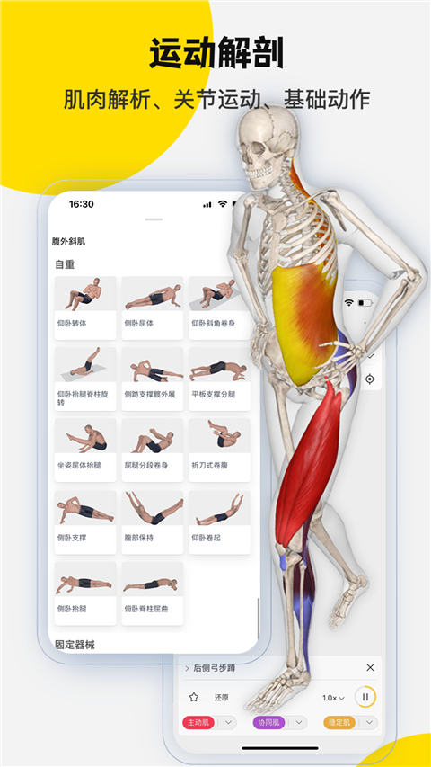 3Dbody解剖標(biāo)準(zhǔn)版